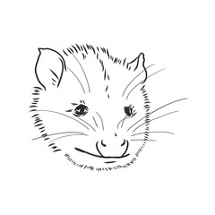 Vector sketch possum muzzle possum vector illustration