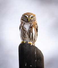 Fotografía de un Chuncho Austral (Glaucidium nana) vigilando su presa desde una madera en Malalcahuello, Araucanía Andina, Chile.