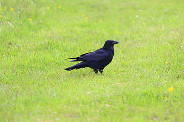 Fototapeta premium A Carrion Crow stood in a Field, County Durham, England, UK.