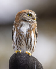 Fotografía de un Chuncho Austral (Glaucidium nana) vigilando su presa desde una madera en Malalcahuello, Araucanía Andina, Chile.