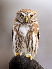 Fotografía de un Chuncho Austral (Glaucidium nana) vigilando su presa desde una madera en Malalcahuello, Araucanía Andina, Chile.