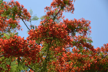 Fototapeta na wymiar Australia- Close Up of The Beautiful Blooms of the Royal Poinciana Tree
