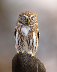 Fotografía de un Chuncho Austral (Glaucidium nana) durmiendo en una madera en Malalcahuello, Araucanía Andina, Chile.
