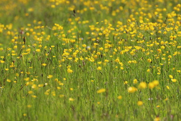 A Meadow full of Buttercups in a Nature Reserve, County Durham, England, UK.