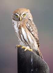 Fotografía de un Chuncho Austral (Glaucidium nana) vigilando su presa desde una madera en Malalcahuello, Araucanía Andina, Chile.