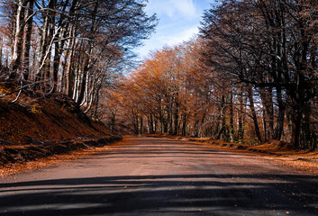 Fotografía de tonos y colores de camino de Montaña en Otoño en la Araucanía Andina, Chile