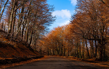 Fotografía de tonos y colores de camino de Montaña en Otoño en la Araucanía Andina, Chile