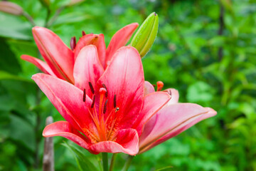 Obraz premium Pink lily flowers in the garden, close-up.