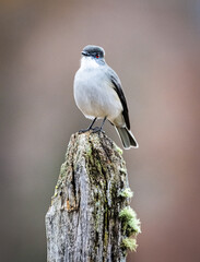 Fotografía de un Diucón (Xolmis pyrope) en Malalcahuello, Araucanía Andina, Chile