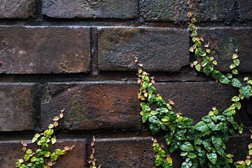 レンガの壁を這う蔦