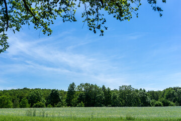Polish summer field and trees
