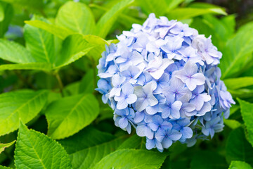 Blue hydrangea inflorescence in a summer garden surrounded by leaves