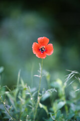 red poppy flower
