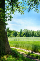 Polish summer field and trees
