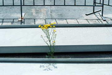 A flower sprouts on a city street between metal structures. Copy space