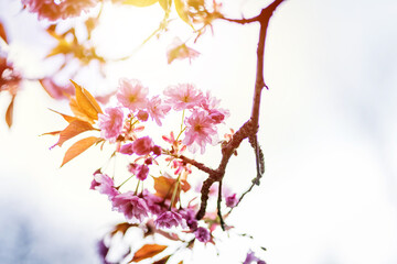 Summer flower or blossom