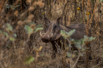 Common Warthog - Phacochoerus africanus, common mammal from African bushes and savannahs and woodlands, Abidjatta-Shalla, Ethiopia.