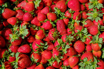 Ripe local produce organic strawberry. Harvest heap of red berries on farmers market. Fresh healthy vegan dietary food for spring detox. Background, top view, copy space for text. Clean eating concept