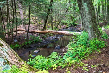 fallen tree over stream in the forest