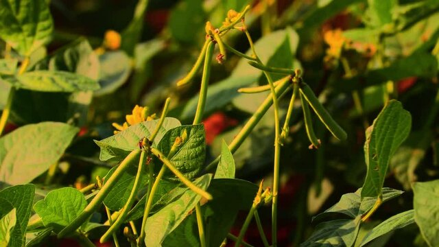 green Mung bean crop close up in agriculture field,Green Gram Crop in the field or Moong, high protein green mung beans plant