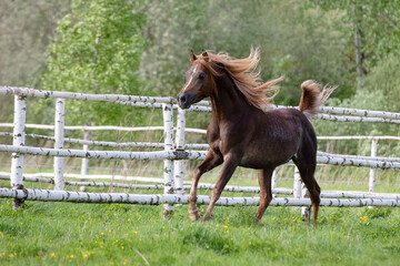 Beautiful chestnut horse running on green summer background