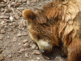 brown bear cub