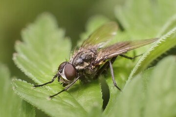 The fly on green leaf