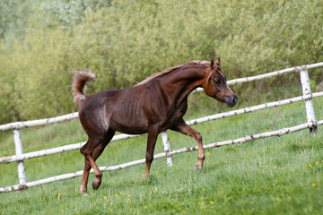 Beautiful arabian chestnut horse running on green summer background