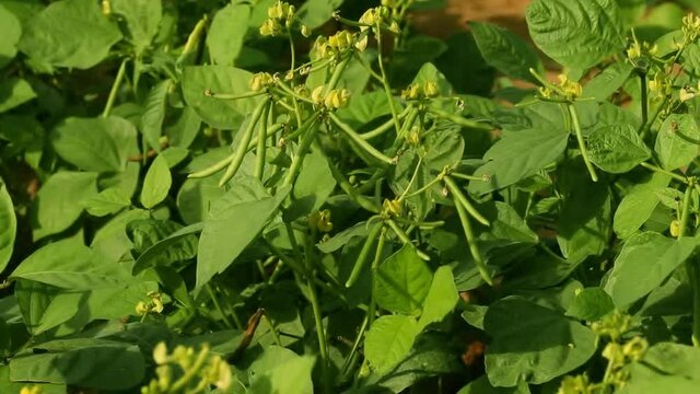 Mung daal plant with flowers in farm, agriculture of green mango bean,Plant of green mango bean,harvest of green fresh beans in a garden