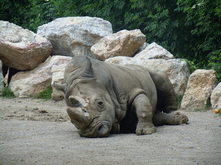 rhinoceros in the zoo