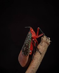 red and black lanterns
