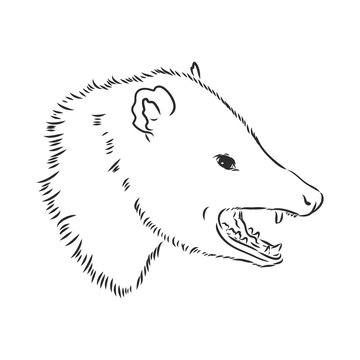 Vector Sketch Possum Muzzle Possum Vector Illustration