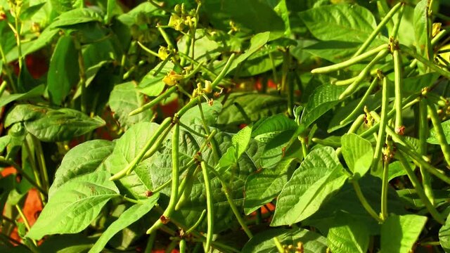 Plant of green mango bean,Harvest of green fresh beans in a garden,mung bean agriculture background,harvest of green fresh beans