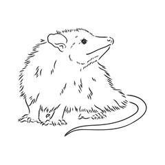 Vector sketch possum muzzle possum vector illustration