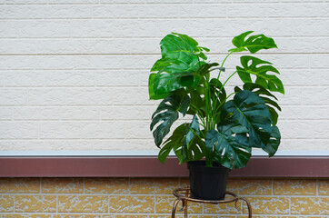 green natural monstera flower in the pot, house plant in interior, home garden and sustainable summer concept no people,  veranda is covered with facade panels, siding made of polyvinyl chloride