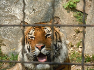 tiger in the zoo