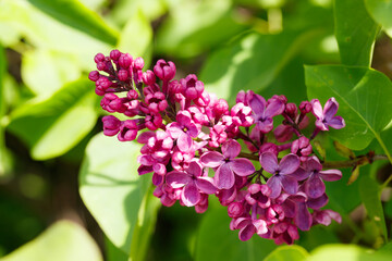 Fototapeta premium Beautiful lilac purple flowers blooming in the garden