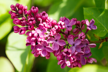 Fototapeta na wymiar Beautiful lilac purple flowers blooming in the garden