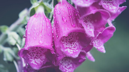 flower with drops © Rochelle