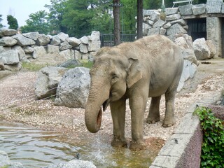 elephant in zoo