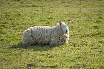 Sheep with a thick fleece sitting in a field