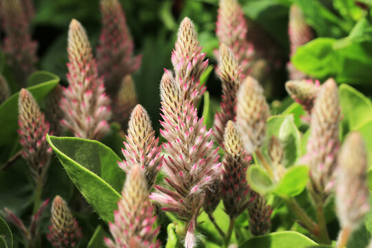 Pink Mulla Mulla In Sunny June, Ptilotus