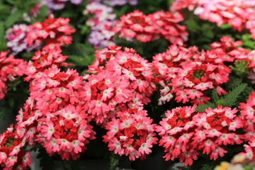 Fototapeta premium Blooming vervain in sunny June