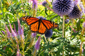 Monarch butterfly 