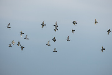 Flock of pigeons in flight