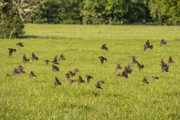 Flock of starlings in a field