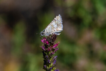 Common Checkered-skipper (Pyrgus communis) Feeding on Oregon Checkerbloom (Sidalcea oregana)