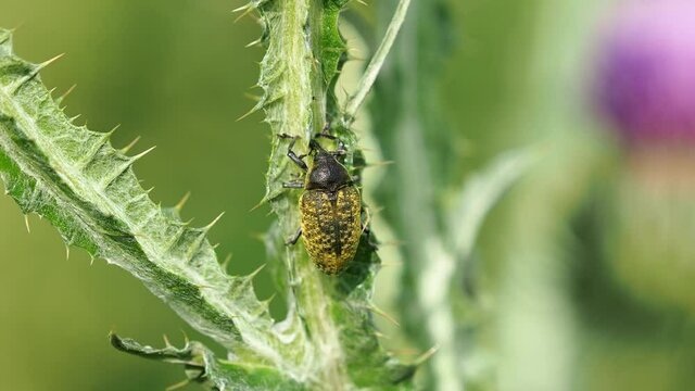 Weevil beetle feeding on scotch thistle plant, Anthonomus sp