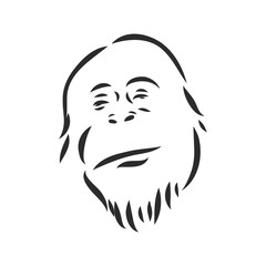 Vector image of a chimpanzee on white background