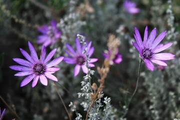 xeranthemum flowers close-up